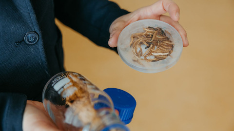 Getrocknete Mehlwürmer in einem Glas (c) Jana Dünnhaupt Uni Magdeburg Getrocknete Mehlwürmer in einem Glas (c) Jana Dünnhaupt Uni Magdeburg